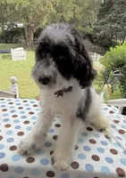 Hailey’s Brown Boy, a male Cavapoo for sale in Eatonton, GA – 2 of 9