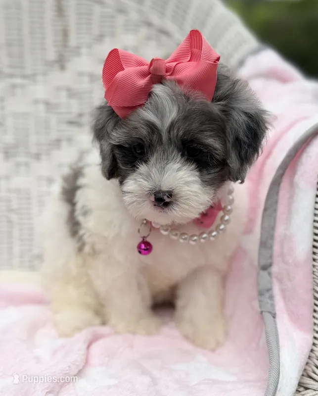 Jellybean’s Blue Merle/White – Maltipoo puppy for sale in Eatonton, GA