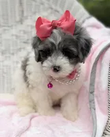 Jellybean’s Blue Merle/White, a female Maltipoo for sale in Eatonton, GA – 2 of 9