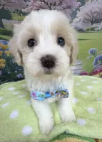 Jellybean’s Apricot/White Boy (blue in eye), a male Maltipoo for sale in Eatonton, GA – 4 of 10