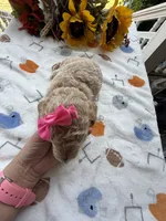 Shirley’s Pink Girl, a female Miniature Goldendoodle for sale in Eatonton, GA – 3 of 7