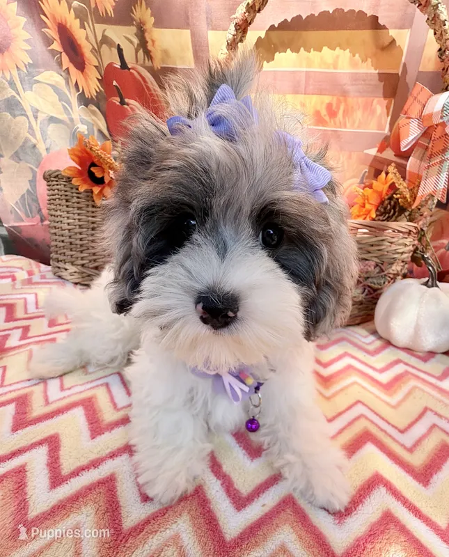 Jellybean’s Blue Merle/White – Maltipoo puppy for sale in Eatonton, GA