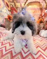 Jellybean’s Blue Merle/White, a female Maltipoo for sale in Eatonton, GA – 2 of 6