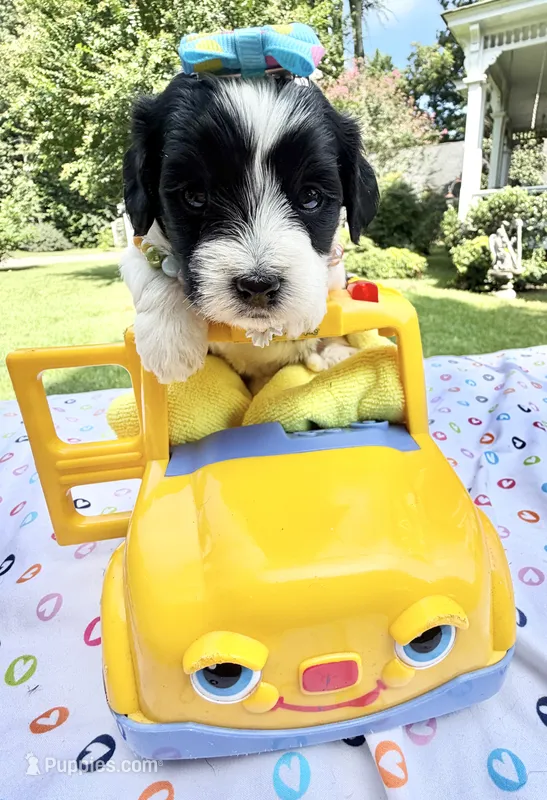 Jellybean’s Bl/Wh Parti – Maltipoo puppy for sale in Eatonton, GA