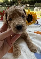 Shirley’s Black Boy, a male Miniature Goldendoodle for sale in Eatonton, GA – 3 of 6