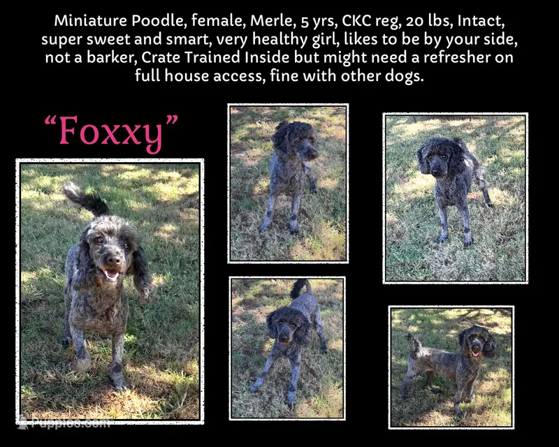 Foxxy – Poodle - Miniature  puppy for sale in Eatonton, GA