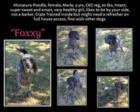 Foxxy, a female Poodle - Miniature  for sale in Eatonton, GA – 1 of 1