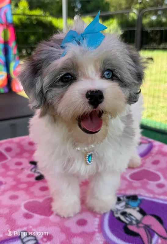 Dolly’s Bue Merle Girl Blue Eye – Maltipoo puppy for sale in Eatonton, GA