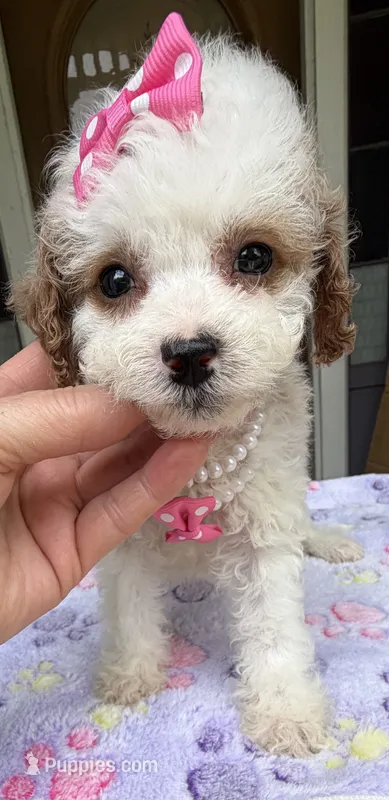 Hailey’s Pink Girl – Cavapoo puppy for sale in Eatonton, GA