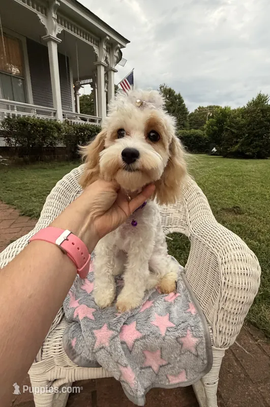 Katy’s Cavapoo Girl – Cavapoo puppy for sale in Eatonton, GA