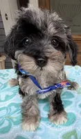 Trendy’s Tiny Blue Boy, a female Schnoodle for sale in Eatonton, GA – 4 of 8
