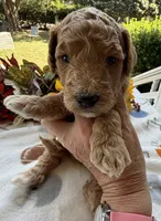 Shirley’s Yellow Boy, a male Miniature Goldendoodle for sale in Eatonton, GA – 4 of 4