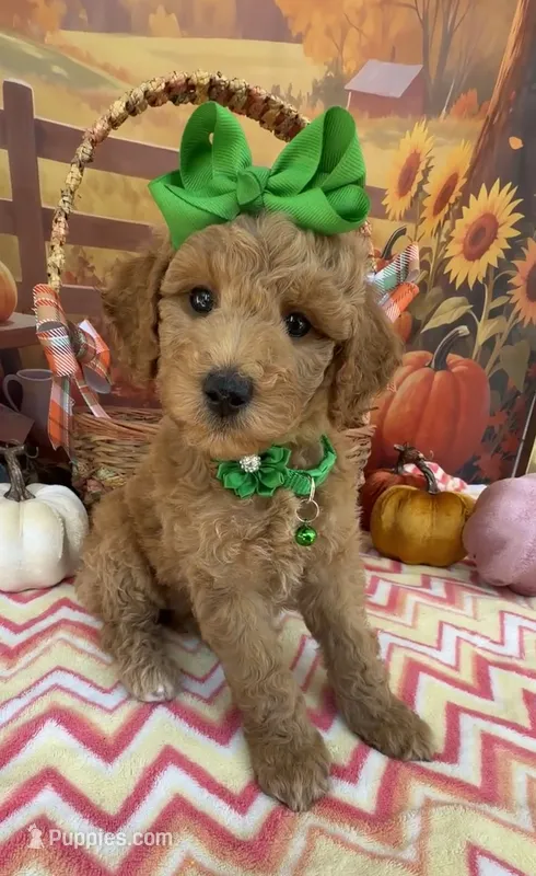Shirley’s Green Girl – Miniature Goldendoodle puppy for sale in Eatonton, GA