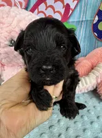 Jellybean’s Black Boy, a male Maltipoo for sale in Eatonton, GA – 3 of 9
