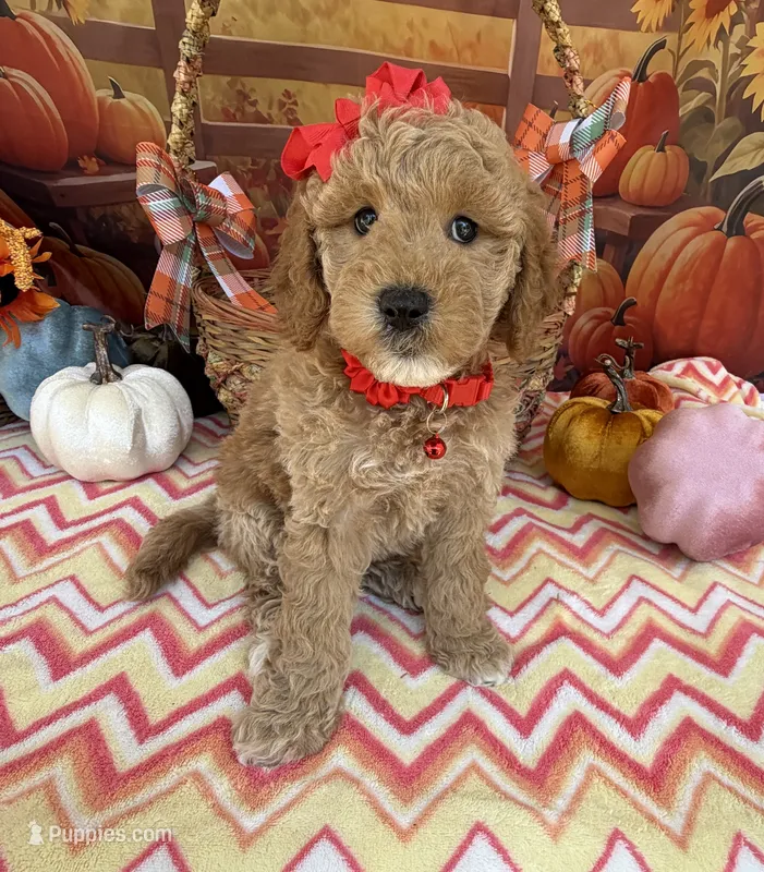 Shirley’s Red Girl – Miniature Goldendoodle puppy for sale in Eatonton, GA