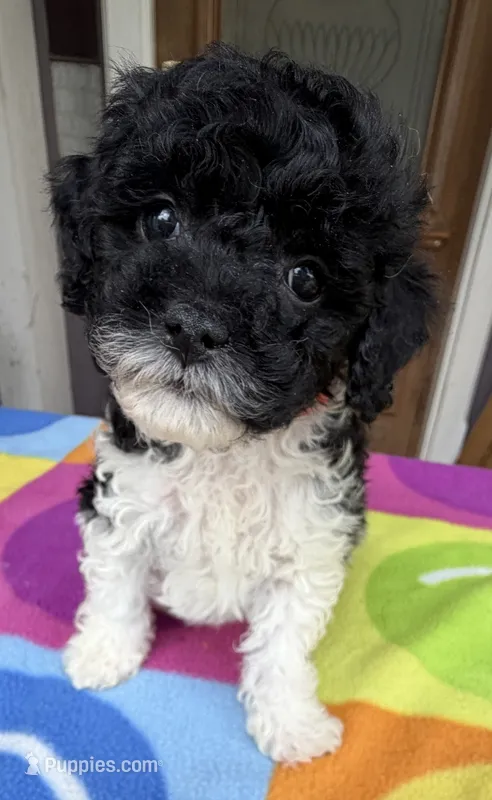 Hailey’s Red Boy – Cavapoo puppy for sale in Eatonton, GA