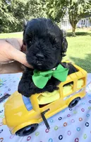 Jellybean’s Black/Sable Boy, a male Maltipoo for sale in Eatonton, GA – 6 of 10