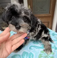 Trendy’s Tiny Blue Boy, a female Schnoodle for sale in Eatonton, GA – 2 of 8