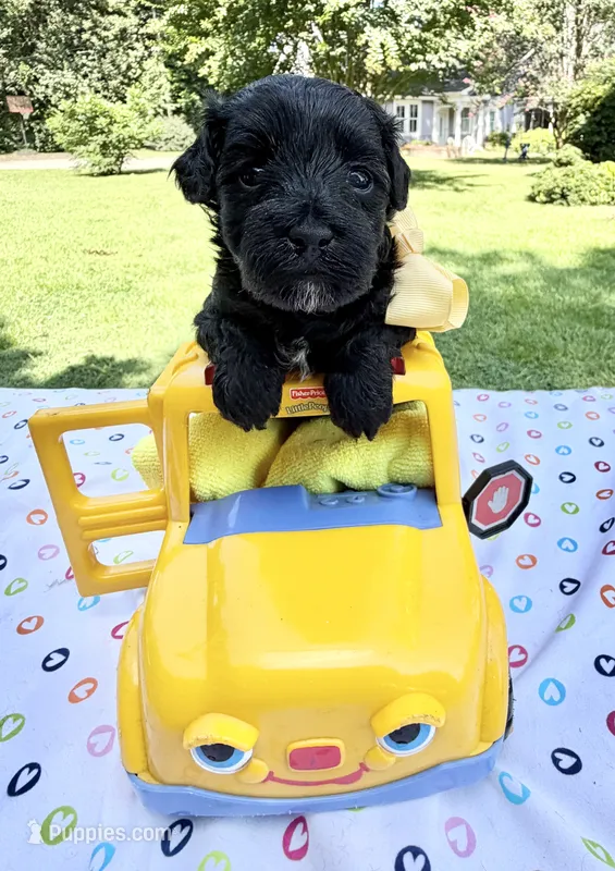 Jellybean’s Black/Sable Boy – Maltipoo puppy for sale in Eatonton, GA