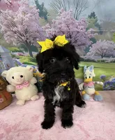 Trendy’s Yellow Girl, a female Schnoodle for sale in Eatonton, GA – 7 of 10
