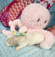 Jellybean’s Apricot/White Boy, a male Maltipoo for sale in Eatonton, GA – 7 of 8