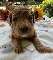 Shirley’s Blue Boy, a male Miniature Goldendoodle for sale in Eatonton, GA – 2 of 9