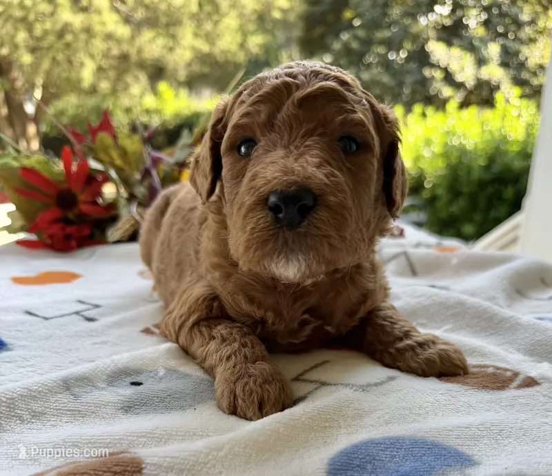 Shirley’s Blue Boy – Miniature Goldendoodle puppy for sale in Eatonton, GA