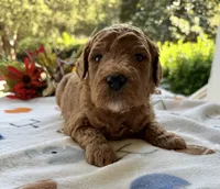 Shirley’s Blue Boy, a male Miniature Goldendoodle for sale in Eatonton, GA – 1 of 9