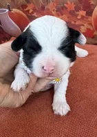 Peaches Red Girl, a female Maltipoo for sale in Eatonton, GA – 2 of 8