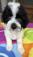 Hailey’s Green Boy, a male Cavapoo for sale in Eatonton, GA – 9 of 10