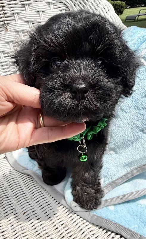 Jellybean’s Black/Sable Boy – Maltipoo puppy for sale in Eatonton, GA