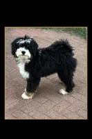 Bodie, a male Miniature Bernedoodle for sale in Eatonton, GA – 2 of 2
