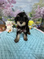 Trendy’s Brown Boy, a female Schnoodle for sale in Eatonton, GA – 4 of 10