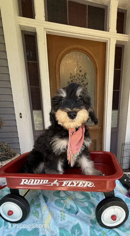 Trendy’s Brown Boy – Schnoodle puppy for sale in Eatonton, GA