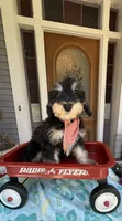 Reduced!   Trendy’s Brown Boy, a female Schnoodle for sale in Eatonton, GA – 1 of 7