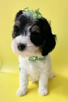 Bernie’s Tri Green Girl, a female Miniature Bernedoodle for sale in Eatonton, GA – Photo 1 of 10
