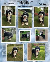Bernie’s Tri Green Girl, a female Miniature Bernedoodle for sale in Eatonton, GA – Photo 10 of 10