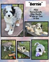 Bernie’s Tri Green Girl, a female Miniature Bernedoodle for sale in Eatonton, GA – Photo 9 of 10