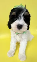 Bernie’s Tri Green Girl, a female Miniature Bernedoodle for sale in Eatonton, GA – Photo 3 of 10