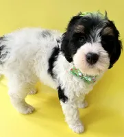 Bernie’s Tri Green Girl, a female Miniature Bernedoodle for sale in Eatonton, GA – Photo 5 of 10
