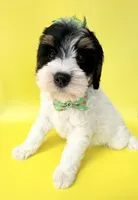 Bernie’s Tri Green Girl, a female Miniature Bernedoodle for sale in Eatonton, GA – Photo 4 of 10