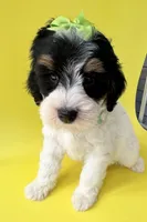 Bernie’s Tri Green Girl, a female Miniature Bernedoodle for sale in Eatonton, GA – Photo 8 of 10