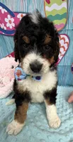 Bernie’s Tri Boy, a male Miniature Bernedoodle for sale in Eatonton, GA – 2 of 10