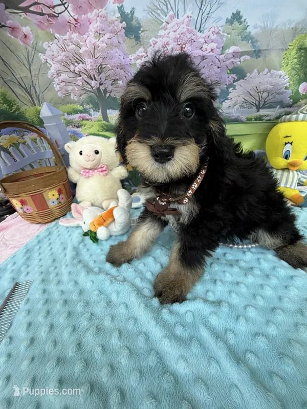 Trendy’s Brown Boy – Schnoodle puppy for sale in Eatonton, GA