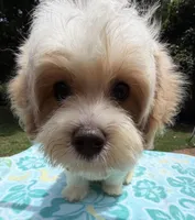 Pipi’s Orange Boy, a male Maltipoo for sale in Eatonton, GA – 6 of 6