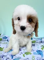 Katy’s Blue Boy, a male Cavapoo for sale in Eatonton, GA – Photo 7 of 10