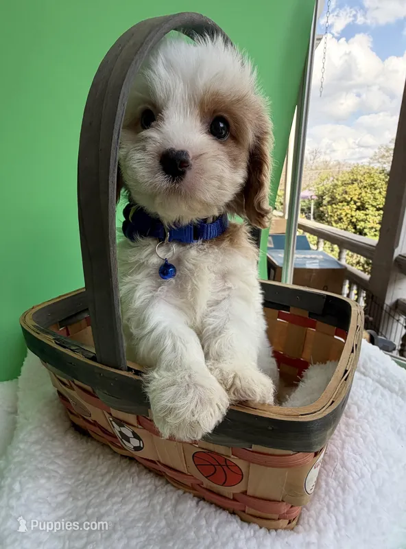 Katy’s Blue Boy – Cavapoo, Poodle - Miniature  puppy for sale in Eatonton, GA