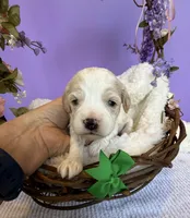 Katy’s Green Boy, a male Cavapoo and Poodle - Miniature  for sale in Eatonton, GA – Photo 7 of 10