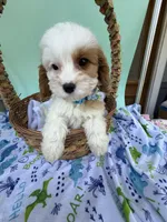 Katy’s Blue Boy, a male Cavapoo for sale in Eatonton, GA – Photo 1 of 10