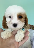 Katy’s Blue Boy, a male Cavapoo for sale in Eatonton, GA – Photo 8 of 10